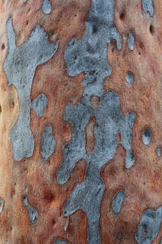 The bark of the spotted gum tree eucalyptus maculata