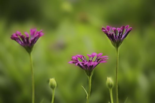 Delicate magenta flower petals curled up at dusk.  Shallow dof with bokeh blur