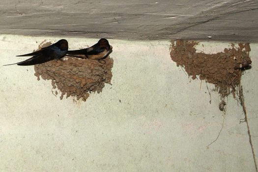 Birds and animals in wildlife. The swallow feeds the baby birds nesting, in a car box.