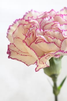 flower White Terry Carnation on white Macro shot