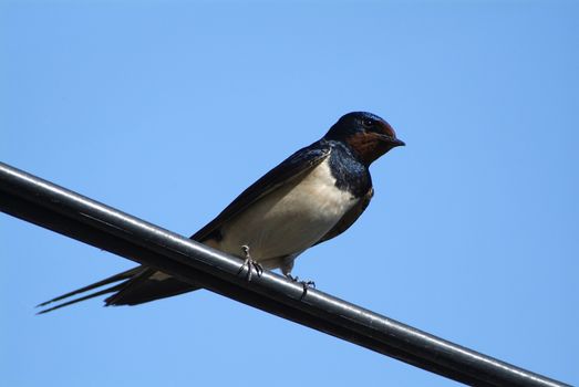 Birds and animals in wildlife. The swallow feeds the baby birds nesting, in a car box.