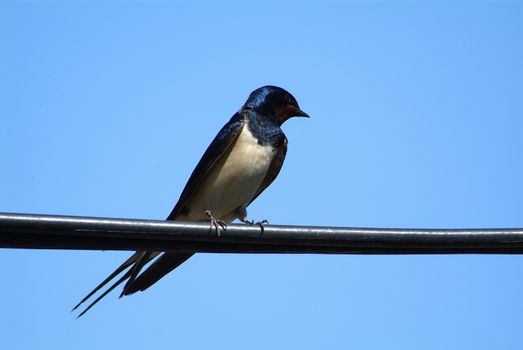 Birds and animals in wildlife. The swallow feeds the baby birds nesting, in a car box.