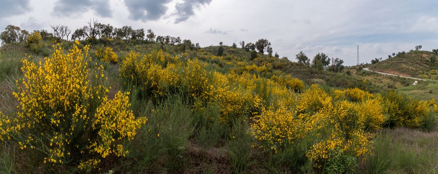 View of the beautiful yellow spring Algarve landscape flora.