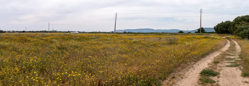 View of the beautiful yellow spring Algarve landscape flora.