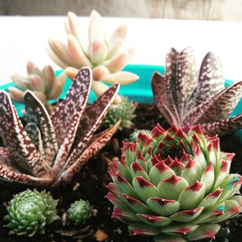 View of a assortment of succulent plants.