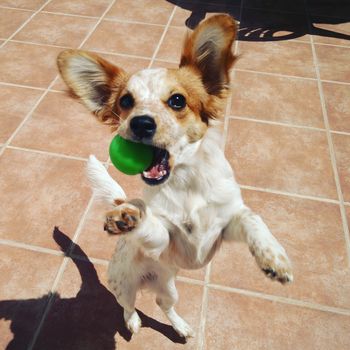 playing with dog with a green ball.