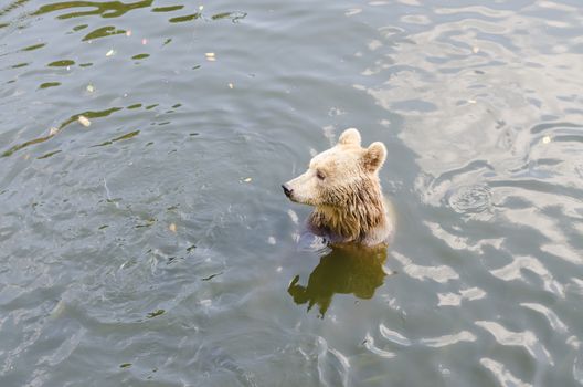 A brown bear in the forest. Big Brown Bear. Bear sits on a river. Ursus arctos.