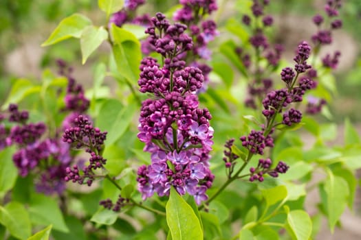 branch with spring lilac flowers