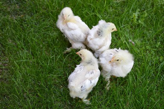 Small chicks in the grass