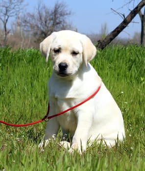 a yellow nice labrador puppy in the garden