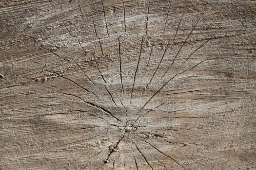 Wood texture background. Texture of natural background.
