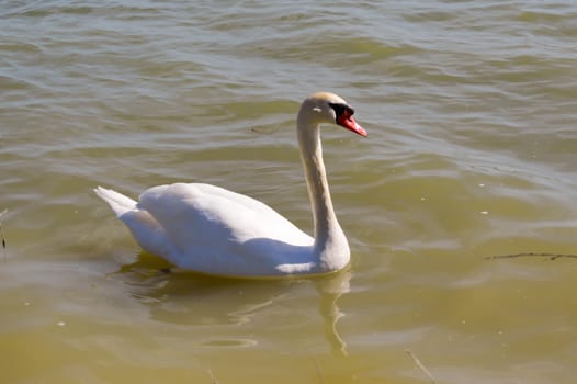 Swan on the lake of madine in the Meuse in France