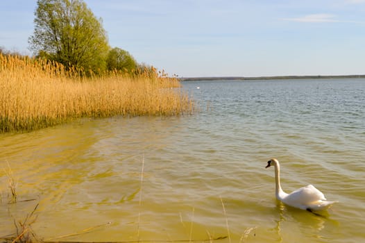 Swan on the lake of madine in the Meuse in France