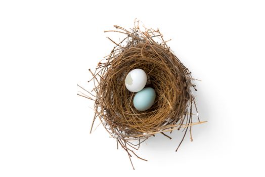 broken eggs in bird nest isolated on white