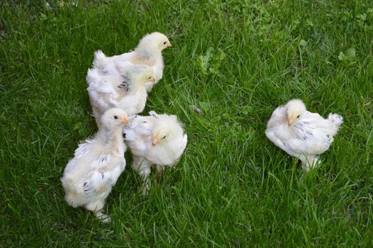 Small chicks in the grass