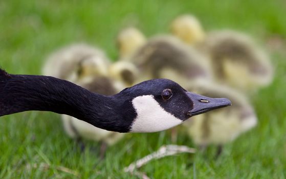 Beautiful isolated photo of a young family of Canada geese