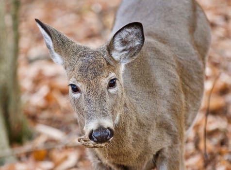 Isolated photo of a cute wild deer in forest