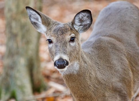 Isolated photo of a cute wild deer in forest