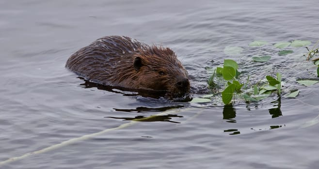 Beautiful isolated photo of a beaver in lake