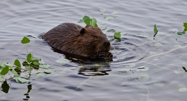 Beautiful isolated photo of a beaver in lake