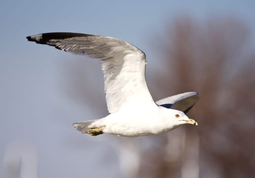 Beautiful isolated photo of a flying gull