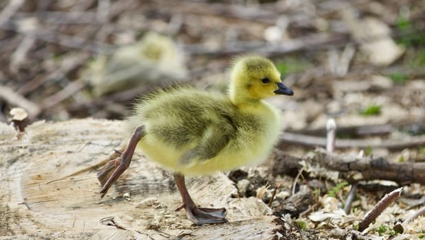 Beautiful isolated photo of a cute chick of Canada geese