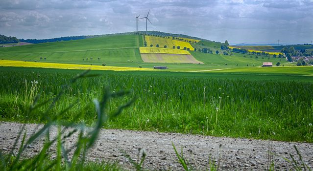 Germany  -   Yellow Fields in Lower Saxony