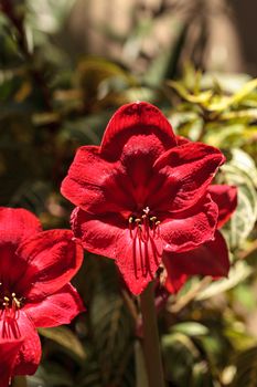 Red Hippeastrum hybrid Amaryllis flower blooms in a botanical garden in spring
