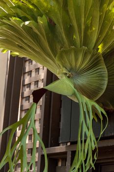 Staghorn fern called Platycerium superbum grows tall and green with textured leaves