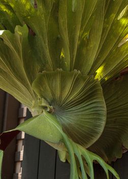 Staghorn fern called Platycerium superbum grows tall and green with textured leaves