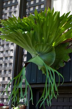 Staghorn fern called Platycerium superbum grows tall and green with textured leaves