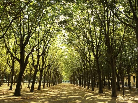 Sunlit alley with beautiful trees. City of Bordeaux, France.