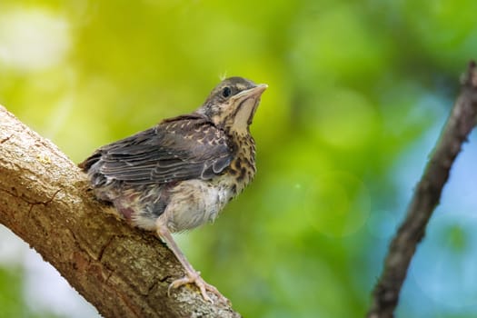 The photo shows a blackbird rowan on a branch