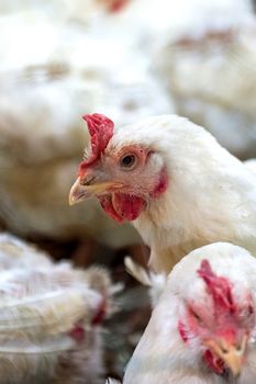 Sick chicken or Sad chicken in farm,Epidemic, bird flu, health problems.