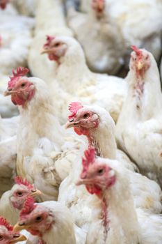 Sick chicken or Sad chicken in farm,Epidemic, bird flu, health problems.