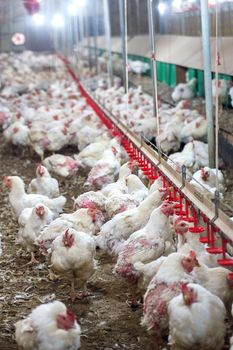 Sick chicken or Sad chicken in farm,Epidemic, bird flu, health problems.