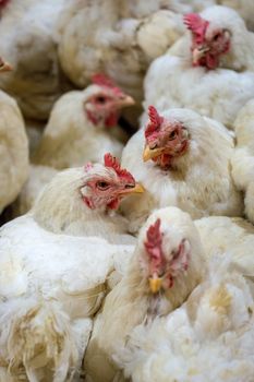 Sick chicken or Sad chicken in farm,Epidemic, bird flu, health problems.