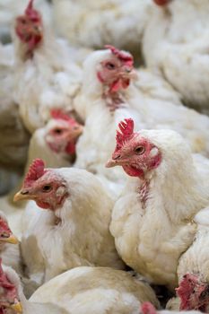 Sick chicken or Sad chicken in farm,Epidemic, bird flu, health problems.