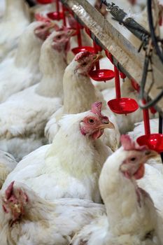 Sick chicken or Sad chicken in farm,Epidemic, bird flu, health problems.