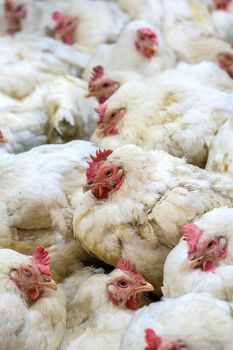 Sick chicken or Sad chicken in farm,Epidemic, bird flu, health problems.