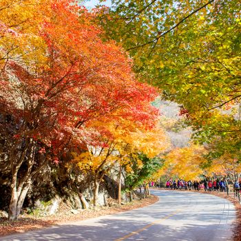 Tourists taking photos of the beautiful scenery around Naejangsan,South Korea during autumn seasonใ