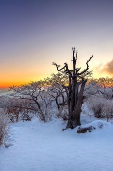 Silhouette of dead trees, beautiful Landscape at sunrise on Deogyusan National Park in winter,South Korea.