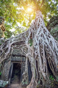 Trees growing out of Ta Prohm temple, Angkor Wat in Cambodia.