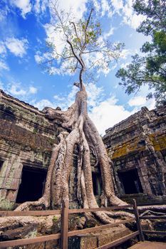 Trees growing out of Ta Prohm temple, Angkor Wat in Cambodia.