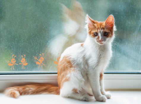 very beautiful and affectionate portrait of a calico cat