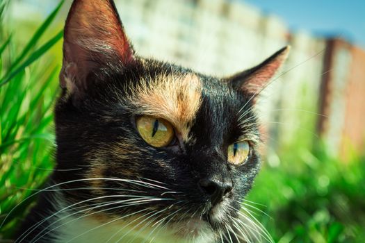 very beautiful and affectionate portrait of a calico cat