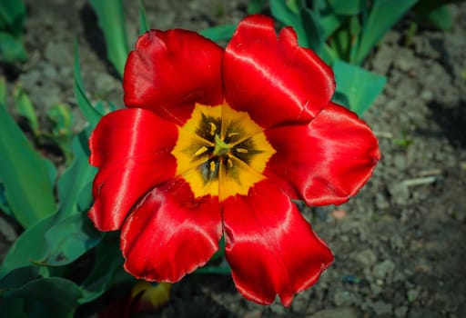 beautiful red tulip top view closeup