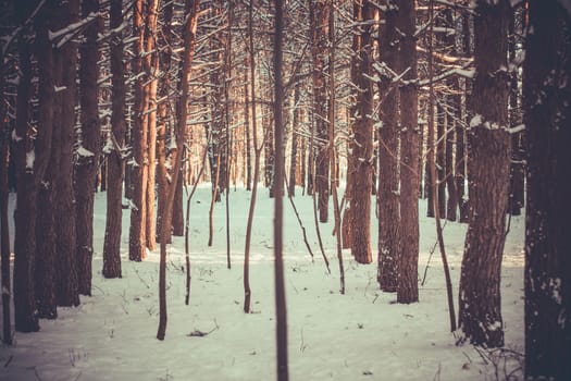 Sunset in the wood between the trees strains in winter period