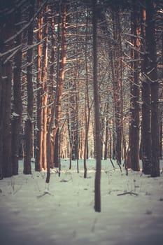 Sunset in the wood between the trees strains in winter period