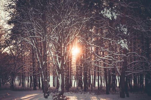 Sunset in the wood between the trees strains in winter period